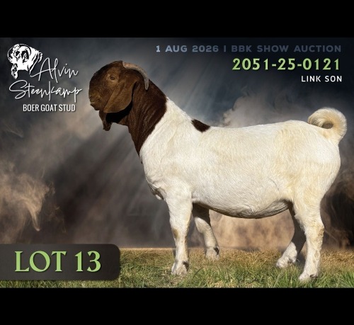 1 X BOER GOAT BUCK Alvin Steenkamp Boer Goat Stud