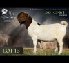 1 X BOER GOAT BUCK Alvin Steenkamp Boer Goat Stud