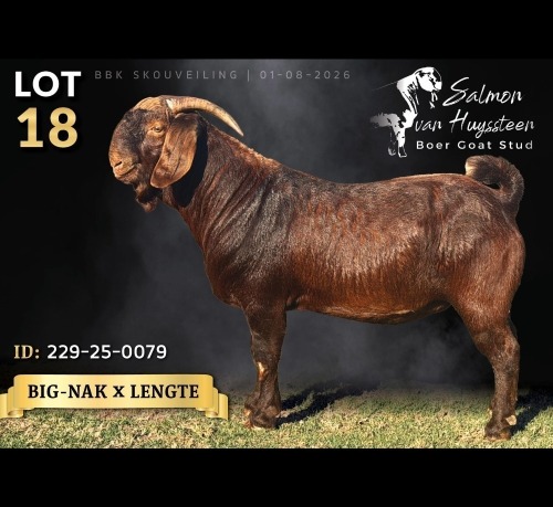 1 X KALAHARI RED BUCK Salmon van Huyssteen Boer Goat Stud