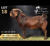 1 X KALAHARI RED BUCK Salmon van Huyssteen Boer Goat Stud