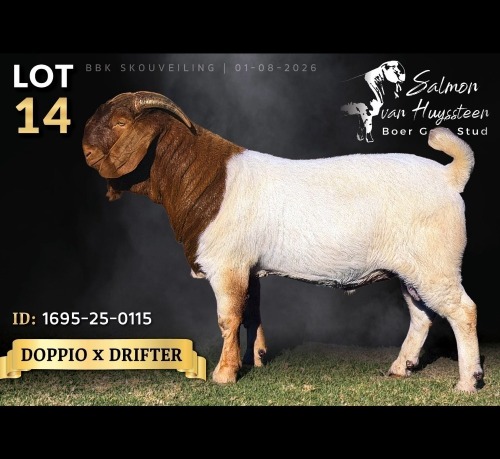 1 X BOER GOAT BUCK Salmon van Huyssteen Boer Goat Stud