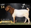 1 X BOER GOAT BUCK Salmon van Huyssteen Boer Goat Stud