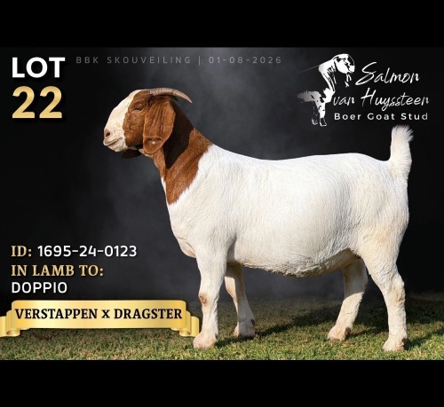 1 X BOER GOAT DOE Salmon van Huyssteen Boer Goat Stud