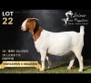1 X BOER GOAT DOE Salmon van Huyssteen Boer Goat Stud