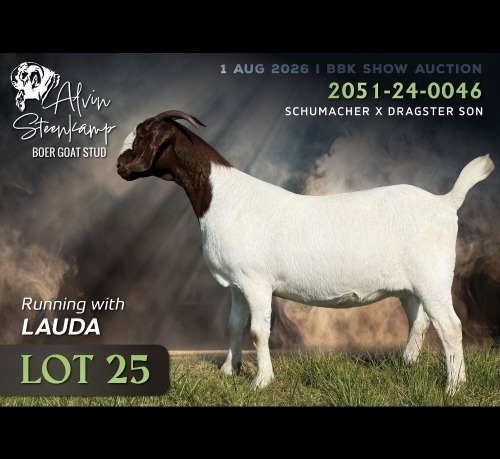 1 X BOER GOAT DOE Alvin Steenkamp Boer Goat Stud