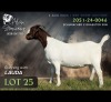 1 X BOER GOAT DOE Alvin Steenkamp Boer Goat Stud