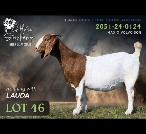 1 X BOER GOAT DOE Alvin Steenkamp Boer Goat Stud