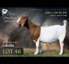 1 X BOER GOAT DOE Alvin Steenkamp Boer Goat Stud