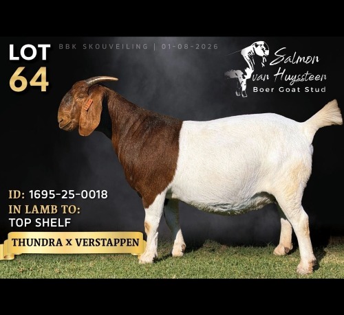 1 X BOER GOAT DOE Salmon van Huyssteen Boer Goat Stud