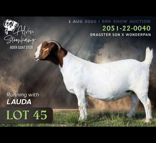 1 X BOER GOAT DOE Alvin Steenkamp Boer Goat Stud