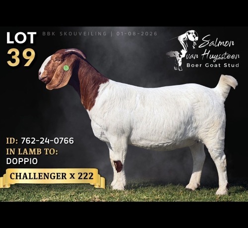 1 X BOER GOAT DOE Salmon van Huyssteen Boer Goat Stud