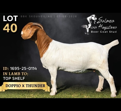 1 X BOER GOAT DOE Salmon van Huyssteen Boer Goat Stud