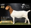 1 X BOER GOAT DOE Salmon van Huyssteen Boer Goat Stud