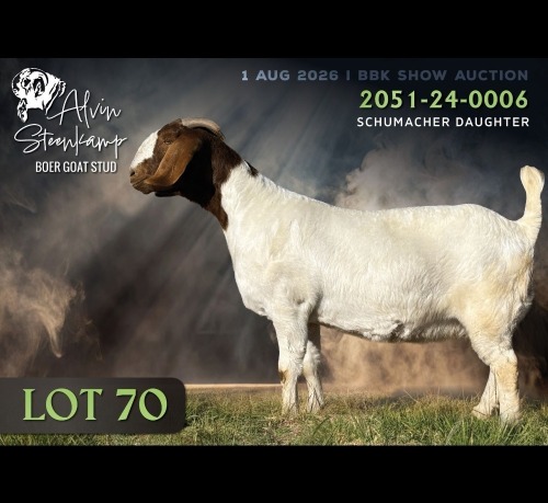 1 X BOER GOAT DOE Alvin Steenkamp Boer Goat Stud