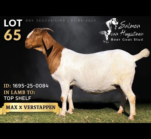 1 X BOER GOAT DOE Salmon van Huyssteen Boer Goat Stud