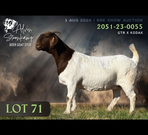 1 X BOER GOAT DOE Alvin Steenkamp Boer Goat Stud