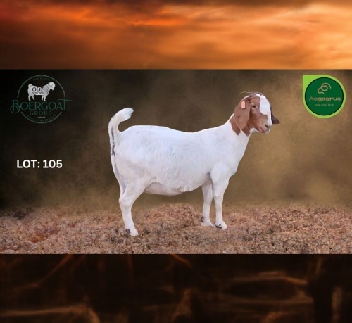 1 X BOER GOAT FLOCK PREGNANT DOE Aegagrus Boerbok stoet