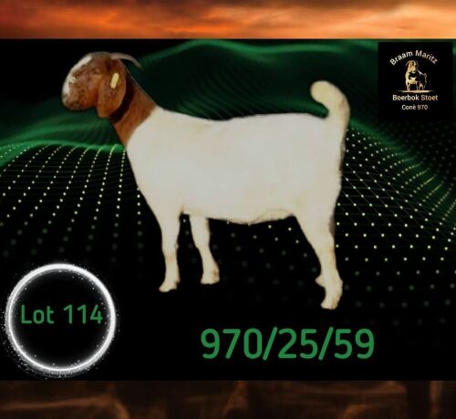 1 X BOER GOAT STUD DOE Braam Maritz - Con&eacute; Boerbokstoet