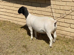 2x DORPER OOI/EWE LeRoy Phillips Dorpers STUD (PER PIECE TO TAKE THE LOT)