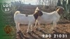 1 X BOER GOAT DOE Spes Bona Boerbokstoet - 2