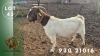 1 X BOER GOAT PREGNANT DOE Spes Bona Boerbokstoet - 2