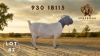 1 X BOER GOAT STUD PREGNANT DOE Spes Bona Boerbokstoet - 2