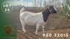 1 X BOER GOAT STUD PREGNANT DOE Spes Bona Boerbokstoet - 2