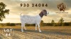 1 X BOER GOAT FLOCK DOE Spes Bona Boerbokstoet - 2
