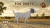 1 X BOER GOAT FLOCK ON TEAT PREGNANT DOE Spes Bona Boerbokstoet - 2