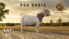 1 X BOER GOAT STUD PREGNANT DOE Spes Bona Boerbokstoet - 2