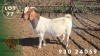 1 X BOER GOAT FLOCK DOE Spes Bona Boerbokstoet - 2