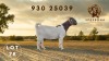 1 X BOER GOAT FLOCK ON COLOUR DOE Spes Bona Boerbokstoet - 2