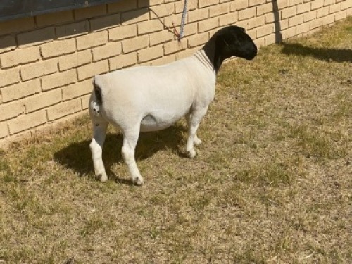 1x DORPER OOI/EWE LeRoy Phillips Dorpers TYPE 5