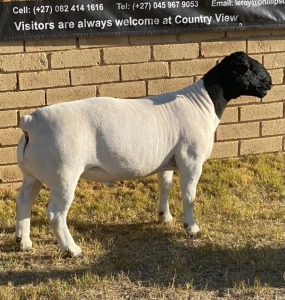 1x DORPER Ram LeRoy Phillips Dorpers STUD