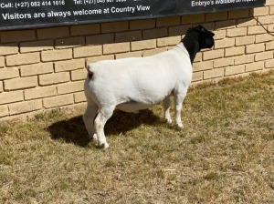 1x DORPER Ram LeRoy Phillips Dorpers FLOCK