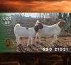 1 X BOER GOAT DOE Spes Bona Boerbokstoet