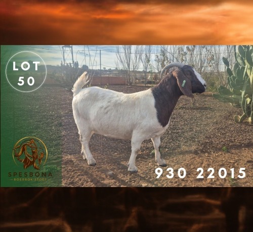 1 X BOER GOAT STUD PREGNANT DOE Spes Bona Boerbokstoet