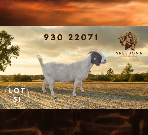 1 X BOER GOAT FLOCK ON TEAT PREGNANT DOE Spes Bona Boerbokstoet