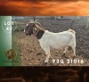 1 X BOER GOAT PREGNANT DOE Spes Bona Boerbokstoet