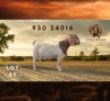 1 X BOER GOAT STUD PREGNANT DOE Spes Bona Boerbokstoet