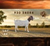 1 X BOER GOAT FLOCK DOE Spes Bona Boerbokstoet