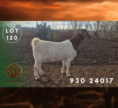 1 X BOER GOAT STUD PREGNANT DOE Spes Bona Boerbokstoet