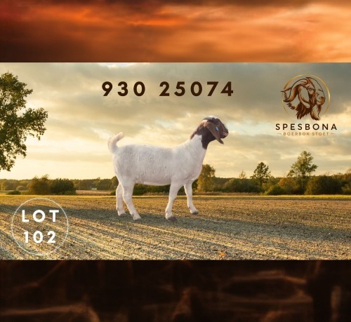 1 X BOER GOAT STUD DOE Spes Bona Boerbokstoet