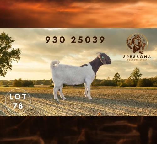 1 X BOER GOAT FLOCK ON COLOUR DOE Spes Bona Boerbokstoet