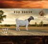 1 X BOER GOAT FLOCK ON COLOUR DOE Spes Bona Boerbokstoet