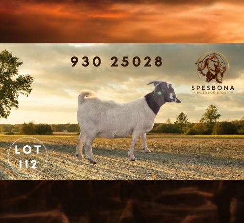 1 X BOER GOAT FLOCK PREGNANT DOE Spes Bona Boerbokstoet