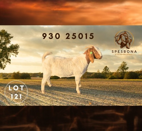 1 X BOER GOAT FLOCK DOE Spes Bona Boerbokstoet