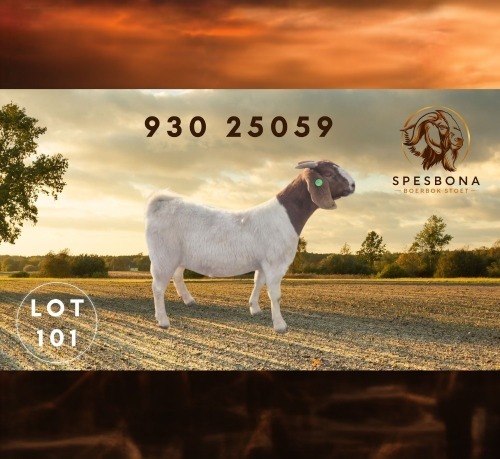 1 X BOER GOAT FLOCK DOE Spes Bona Boerbokstoet
