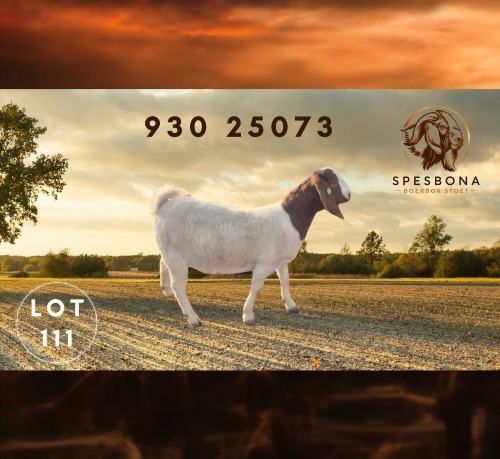 1 X BOER GOAT STUD DOE Spes Bona Boerbokstoet