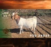 1 X BOER GOAT FLOCK DOE Spes Bona Boerbokstoet
